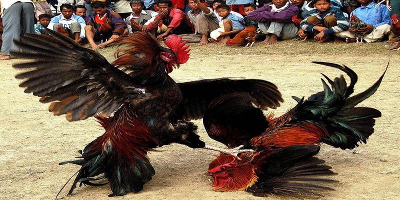 Những Điểm Nổi Bật Của Đá Gà J888